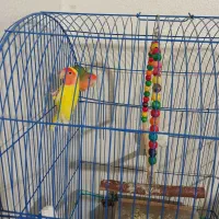 طوطی کوتوله جفت|پرنده|شاهینشهر, عطار|دیوار