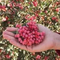 زرشک تازه و خشک و عناب