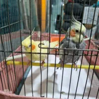 عروس هلندی نروماده|پرنده|شاهدشهر, |دیوار