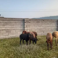 وره مار زل اصل درجه ۱ شیردار