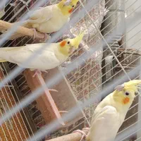 فروش ۳جفت عروس هلندی با تخم و جوجه مولد تضمینی|پرنده|شیراز, پودنک|دیوار