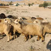 فروش 85 راس شیشک میش داشتی ناز بره دار و گلون