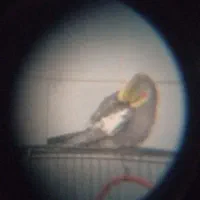 عروس‌هلندی‌نر