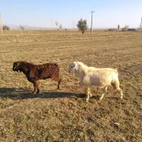 ۲عددبزغاله نرعراقی|حیوانات مزرعه|خواجه, |دیوار