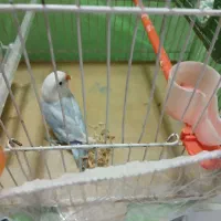 کوتوله برزیلی