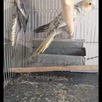 عروس هلندی|پرنده|نیشابور, بنیاد شهید|دیوار