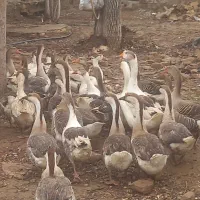 فروش غاز و قوغاز محلی|حیوانات مزرعه|آبیک, |دیوار