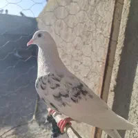 نرو ماده تهرانی