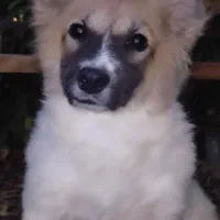 واگذاری توله سگ فیندو پاکوتاه اصیل|سگ|نوبران, |دیوار