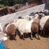 میش چاق