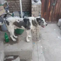 واگذاری سگ نگهبان