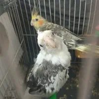 جفت عروس هلندی