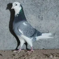 کفتر ابلغ سبز پرشی|پرنده|قم, بلوار امین و ساحلی|دیوار