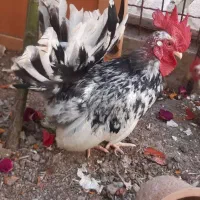 خروس جاپنیز