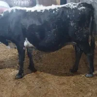 گاو شیری با گوساله نر|حیوانات مزرعه|آستارا, |دیوار