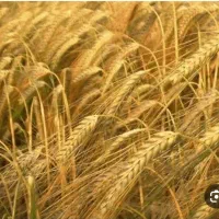 جو درجه یک دیمی پاییزه