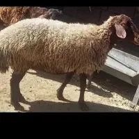 کله پاچه سیرابی پاک شده کیلوی ۴۰۰هزار