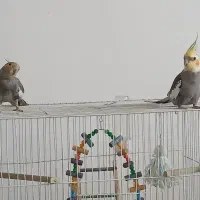 یک جفت عروس هلندی سرحال و بازیگوش + قفس و امکانات|پرنده|بیرجند, |دیوار