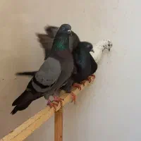 کبوتر ماده کله دم سبز|پرنده|رشت, فرزانه|دیوار