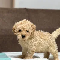 توی پودل کیفیت عالی