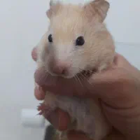 همستر خانگی