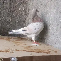 دورگ و پلاکی نر