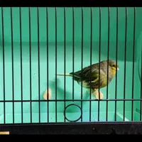 قناری گلاستر (کنسورت )اوجینال گریدA نر|پرنده|تبریز, |دیوار