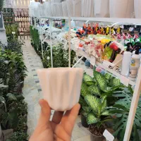 گلدان کاکتوسی سایز کوچک سرامیکی سرامیک ساکولنت|گل و گیاه طبیعی|قم, نیروگاه|دیوار