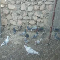 ماده پلاکی|پرنده|برازجان, |دیوار