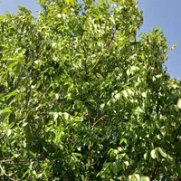 اجاره روزانه ویلا دربستی در ارجمند فیروزکوه|اجارهٔ کوتاهمدت ویلا و باغ|ارجمند, |دیوار