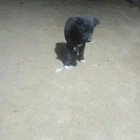 توله نر لاس با مادر ش|سگ|دهاقان, |دیوار