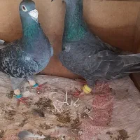 سلام خدمت دوستان عشقباز یک جفت المانی اس|پرنده|شاهرود, |دیوار