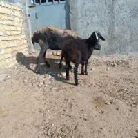 گوسفند بره دار