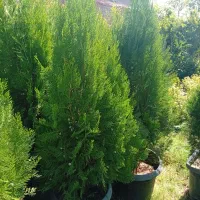 انجام کلیه کارهای باغبانی و گل وگیاه