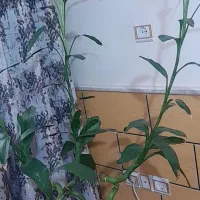 گل بامبو
