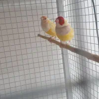 حراج دوعدد فنچ نر مست وزیبا|پرنده|اهواز, شهرک برق|دیوار