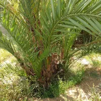 دمیت یاپاجوش نخل حاج باقری