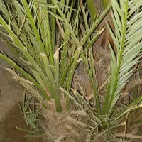 بچه نخل برحی