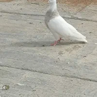 کبوتر طوقی اجری نر|پرنده|سنندج, |دیوار