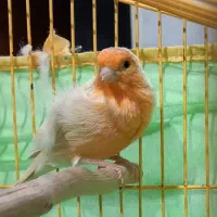 فروش قناری نر