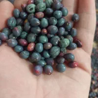 قلنگ نرمه