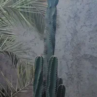 فروش کاکتوس ۳متری،سبز سرحال