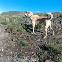 سگ سرابی|سگ|مهربان, |دیوار