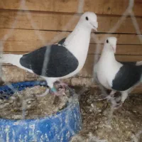 پشتار|پرنده|آباده, |دیوار