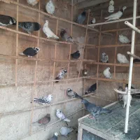 ۳۵ عدد یک‌جایی نر و ماده جوان  و قلمه|پرنده|تهران, شیوا|دیوار