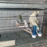 فروش یکجا سالن پرنده به همراه تجهیزات حرفه ایی|پرنده|چهاردانگه (تهران), |دیوار