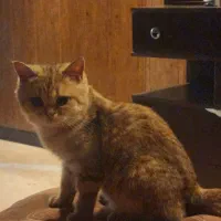 گربه گلد تبی|گربه|بومهن, |دیوار