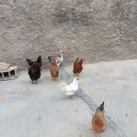 فروش مرغ محلی جوان