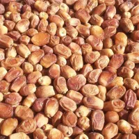 فروش خرما کبکاب|خوردنی و آشامیدنی|تهران, شهرک ولیعصر شمالی|دیوار
