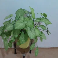 .گل|گل و گیاه طبیعی|فسا, |دیوار